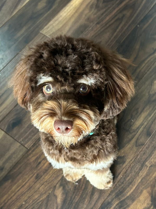 Benji