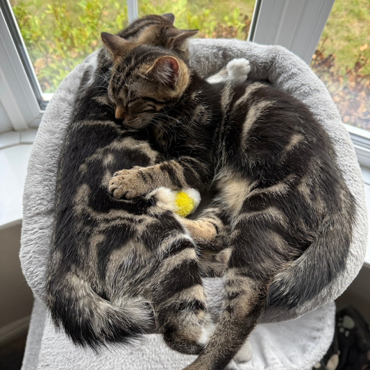 Piper & Snowy
