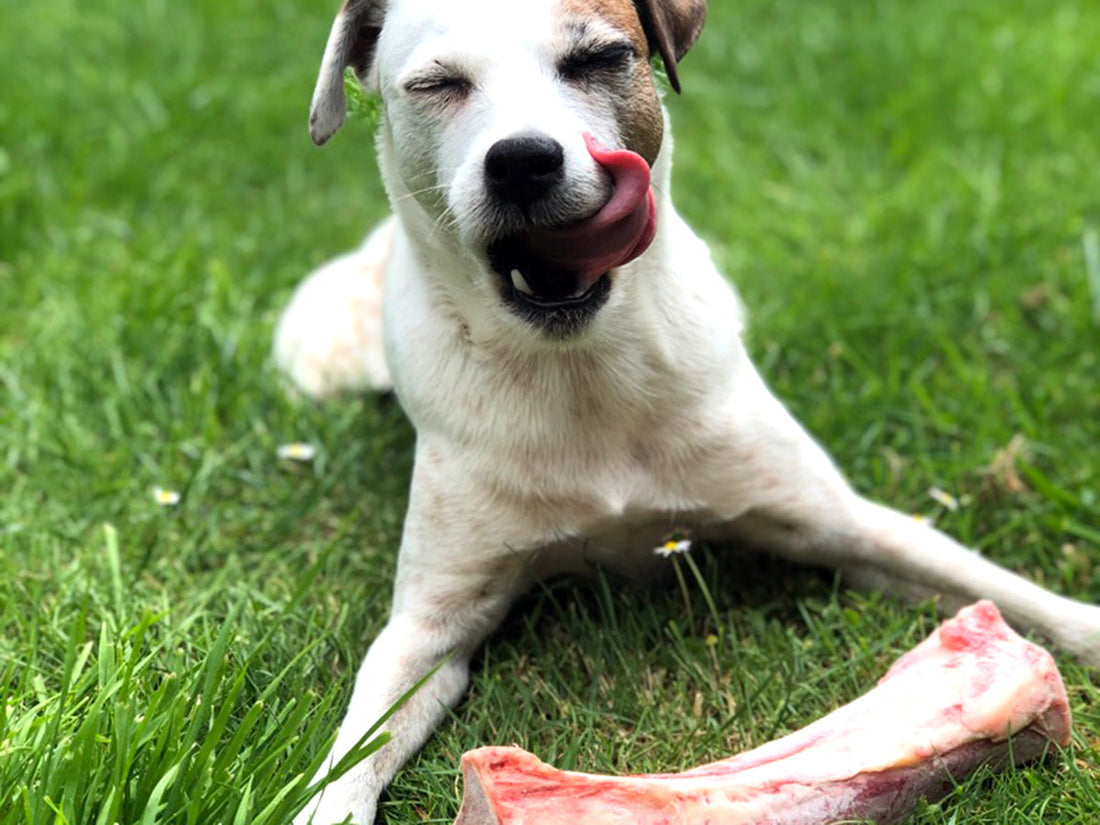 Is Raw Dog Food Safe?
