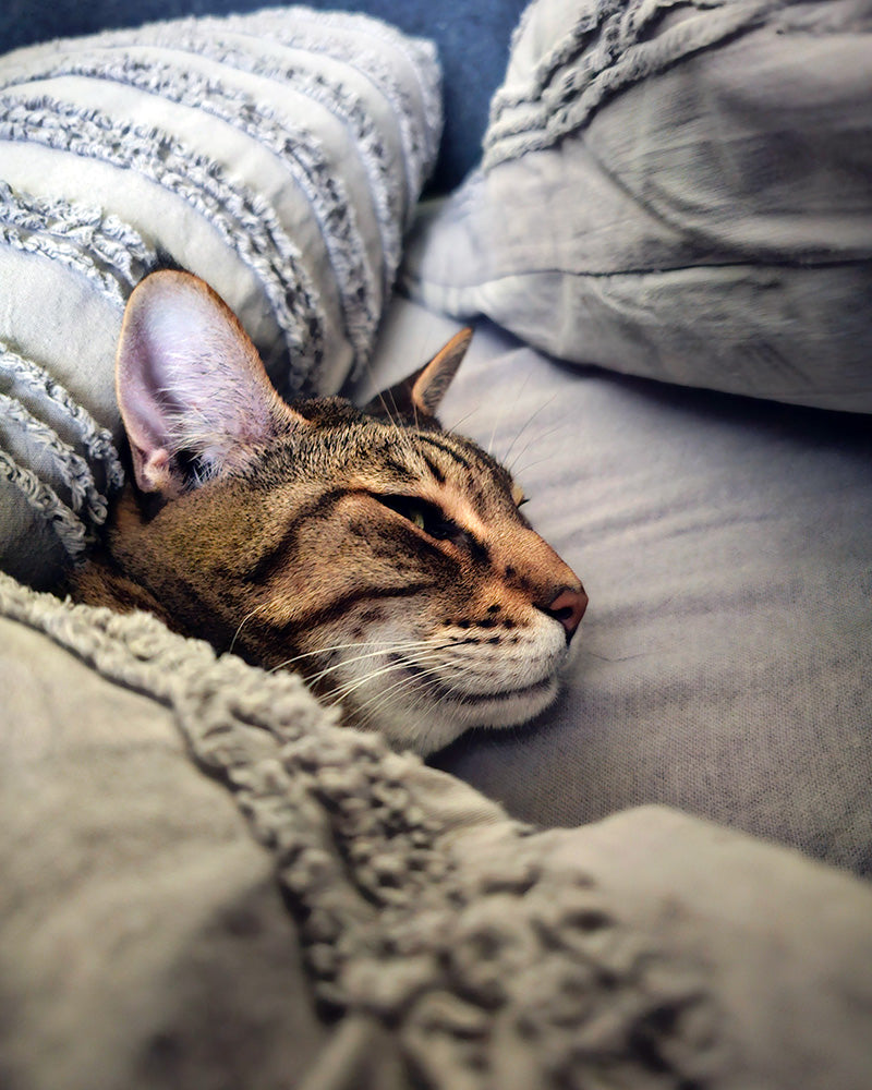 Jax