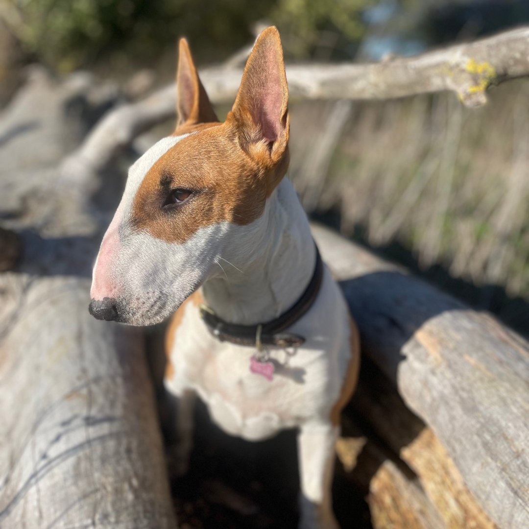 Dottie