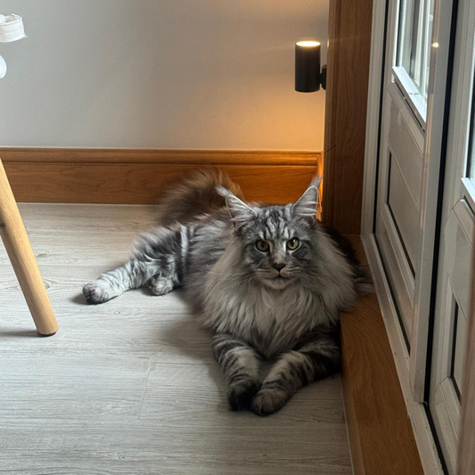 zeus