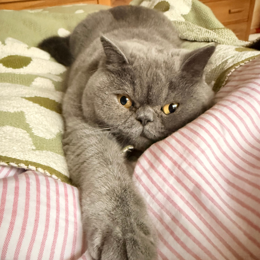 Blu