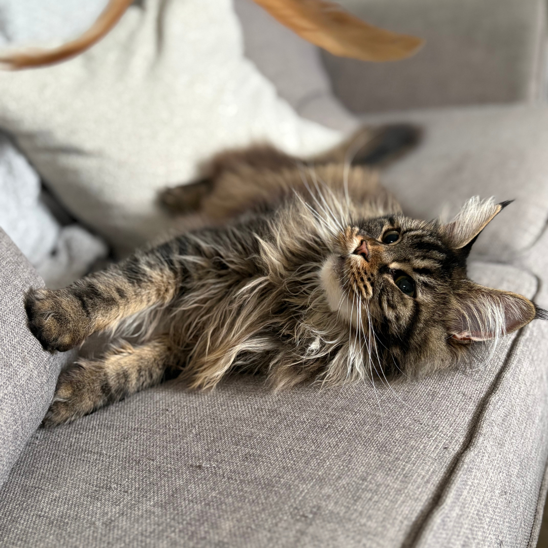 Nala