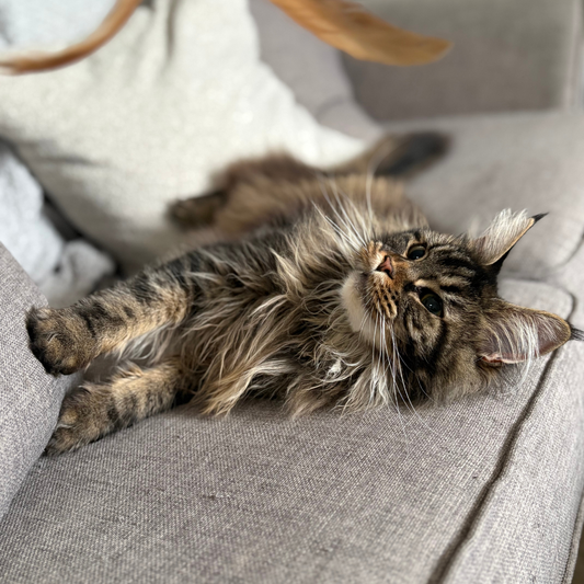 Nala
