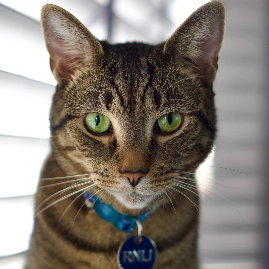 Pyewacket