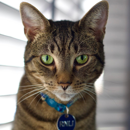 Pyewacket