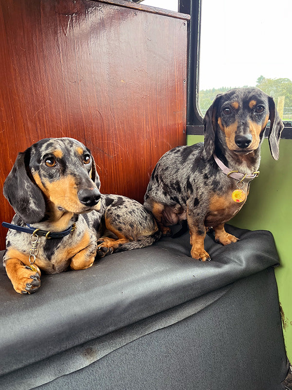 LUNA & me The UK's Best Raw Pet Food For Dogs & Cats